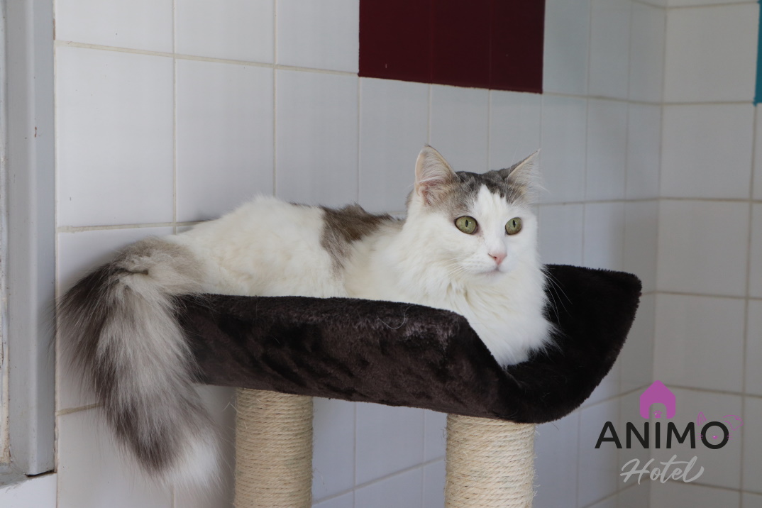 Pension Chat la Baule